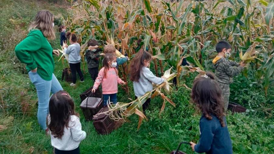 Los chiquillos del Campanario recogieron el maíz. Foto: C.M.B.