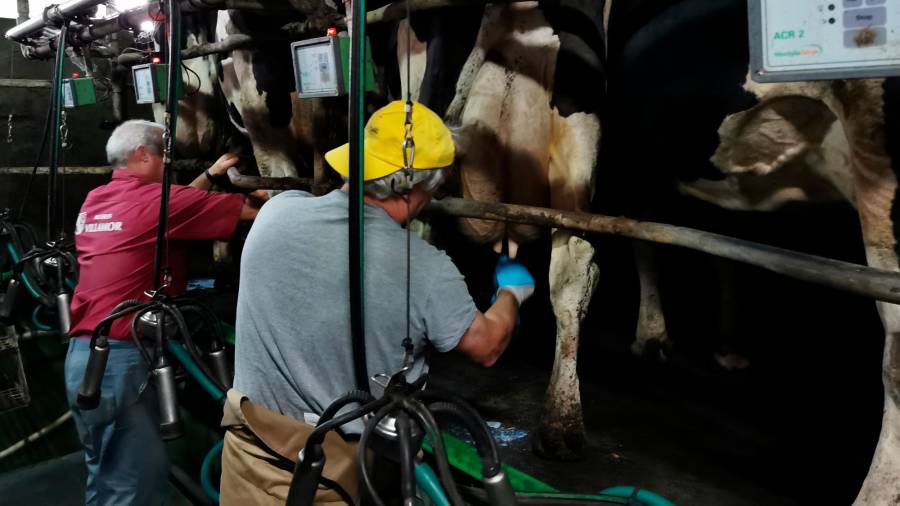 Trabajos de ordeño en Casa Nicolás, granja láctea ubicada en Santalla de Sisoi, en Cospeito (Lugo). Foto: S. Riveiro