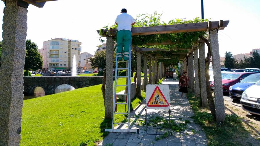 Un operario de jardines efectúa tareas de poda Foto: Angar