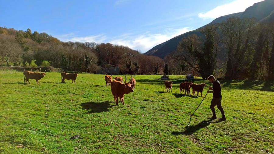 VACUNO. Adrián pastoreando a sus reses cachenas en un prado en la aldea de Trascastro, en O Incio. Foto: ECG
