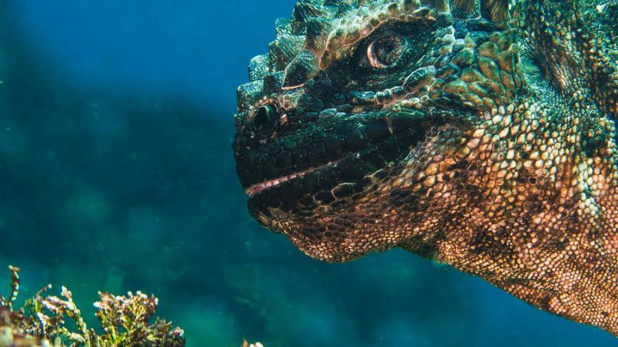 Oh no, Godzilla. “Las Islas Galápagos son el único lugar del planeta donde se pueden ver las iguanas marinas en su hábitat natural”, explica su autor, “esta foto se parece al personaje ficticio Godzilla que sonríe antes de comenzar alguna travesura”. (Autor, Bruce Sudweeks. Fuente, National Geographic)