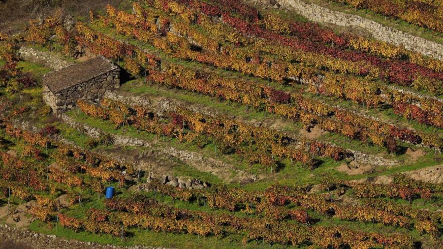 Paisaje de viñedos que se divisa desde la aldea de Buxán Foto: Eliseo Trigo