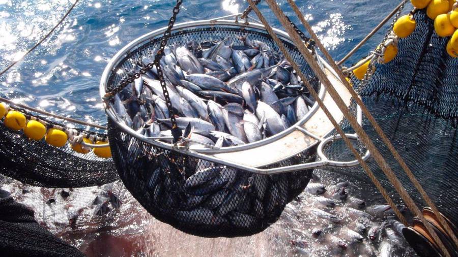 La industria del atún pide acuerdos comerciales equilibrados
