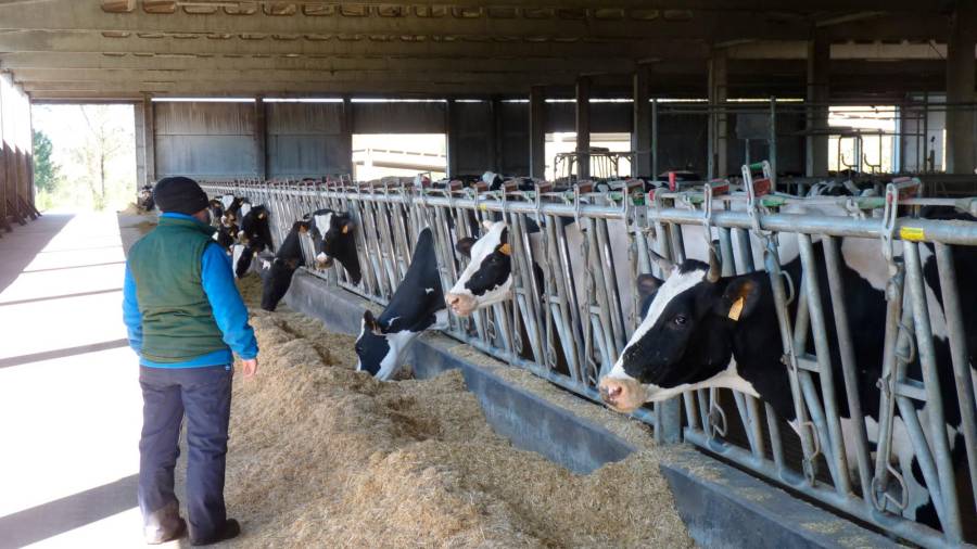 Vacas en una explotación láctea de Santa Comba. Foto: M. M. O.