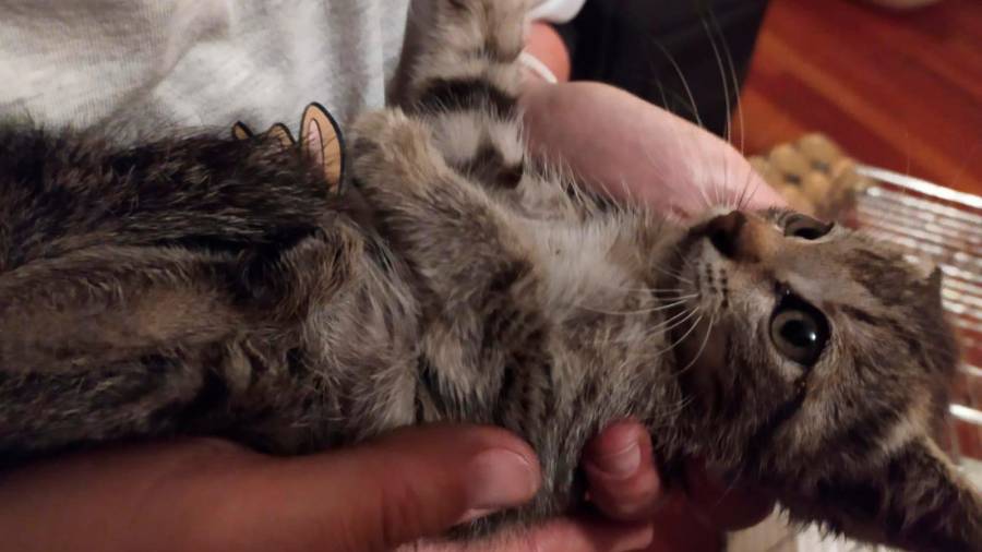 La gatita ‘Gifi’ poco después de ser rescatada de los bajos de un coche en Costa Vella