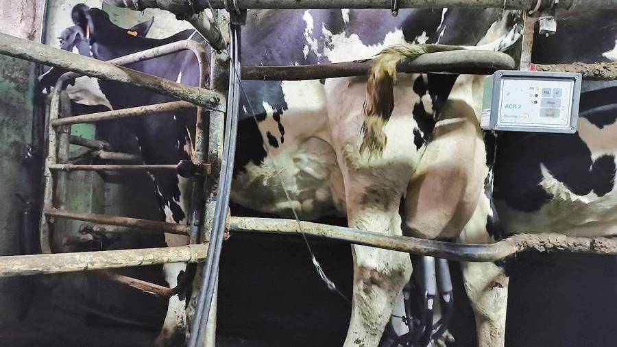 Vaca en una explotación ganadera lucense, en concreto en Sisoi, siendo ordeñada. Foto: S.R.