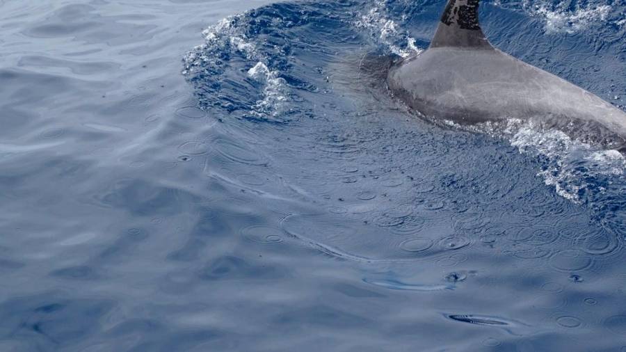Avistado un delfín impregnado de petróleo en Canarias. Fotografía cedida a Greenpeace por Juan Maestro