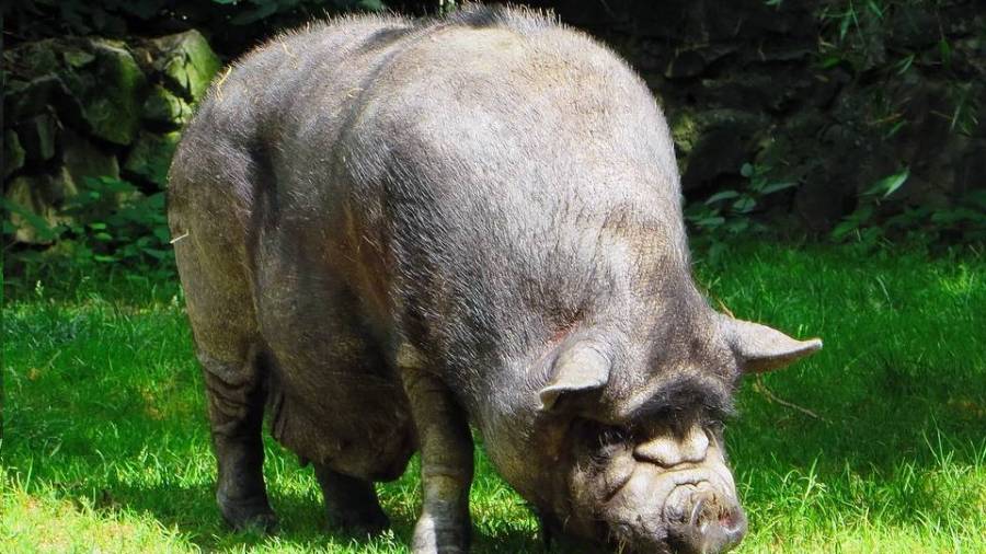 Híbridos de cerdo vietnamita y jabalí en Lugo: un problema gordo