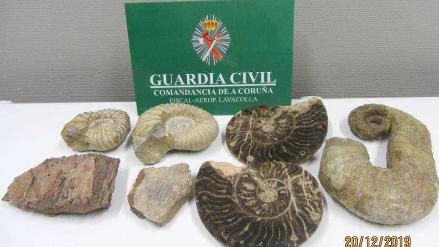 La Guardia Civil incauta siete fósiles procedentes de Marruecos en el aeropuerto de Santiago
