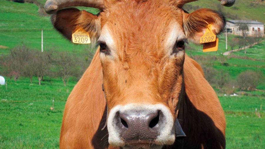 Bruxelas recoñece a IXP Vaca Galega-Boi Galego