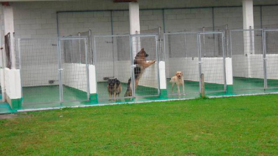 Animales en una de las perreras que gestiona Servigal. Foto: Servigal