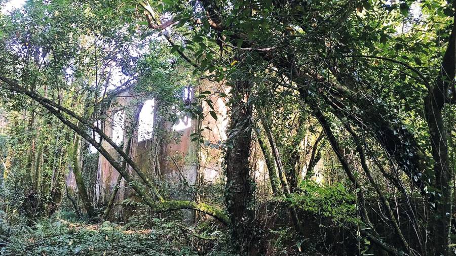 VEGETACIÓN. Vista de la planta de Brandia, tomada por la vegetación.