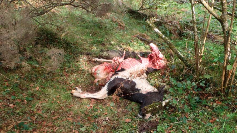 Becerro muerto por los lobos en un concello de Lugo Foto: ECG