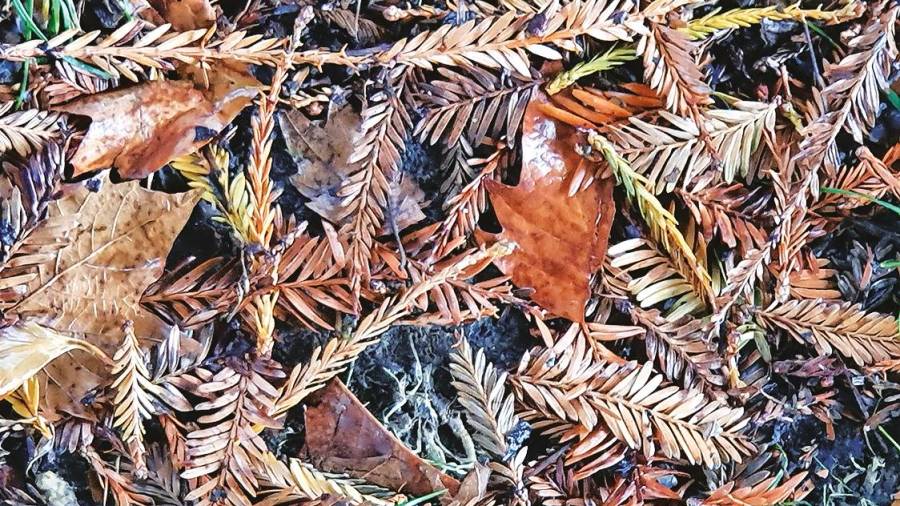 Continuo goteo de hojas caídas en una imagen otoñal y metáfora del término de la vida. Foto: A. P.