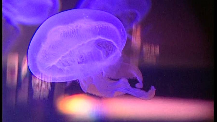 Exhiben en el acuario de Ciudad del Cabo una especie muy rara de medusa rosa