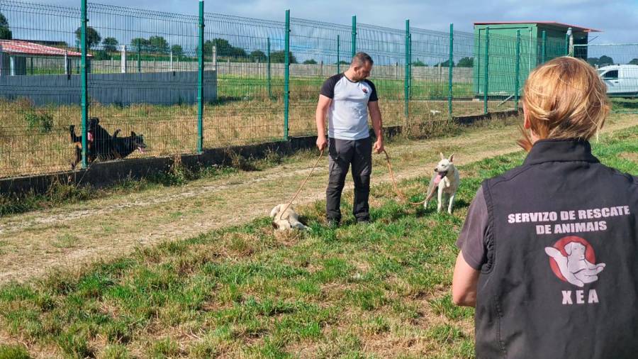 Dous traballadores de XEA nas instalacións de Zas con dous cans recollidos en Padrón, que están a educar para que poidan atopar un fogar. Foto: XEA