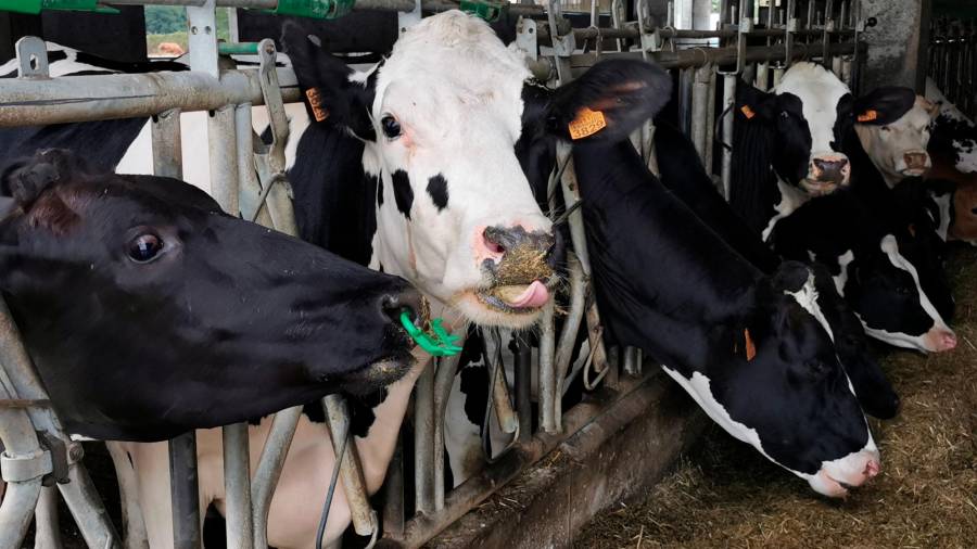 Vacas lecheras estabuladas en una granja de Outeiro de Rei, en la provincia de Lugo. Foto: S.R.
