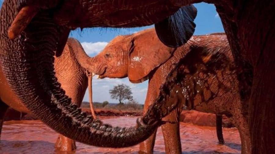 En el David Sheldrick Wildlife Trust de Kenya los elefantes huérfanos se pintan con barro de color terracota, un refrescante ritual que mantiene a raya a los insectos y les protege del intenso sol africano. (Autor, Michael Nichols. Fuente, www.nationalgeographic.es)