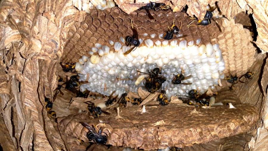 Unha colmea de vespas velutinas contra as que quere loitar o Concello de Ames. Foto: CDA
