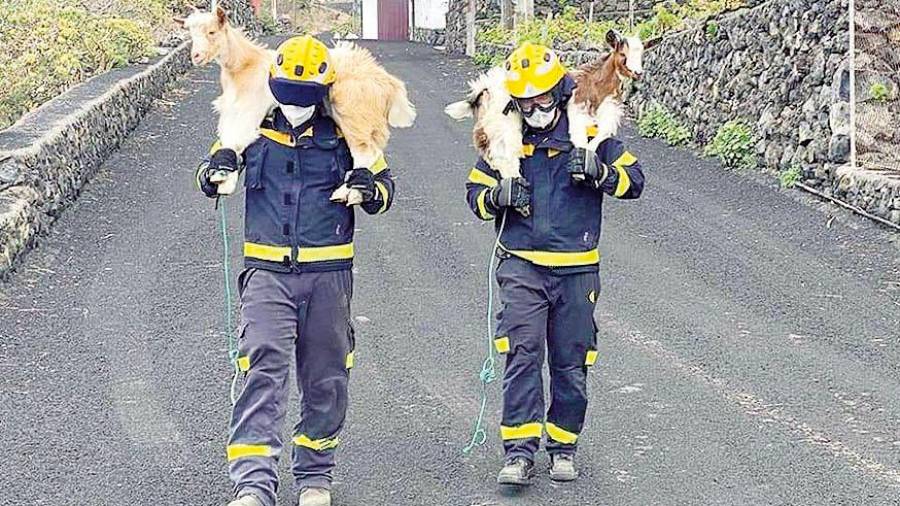 ZONA CERO. Bomberos en Todoque ayudando a retirar todo tipo de animales domésticos el lugar. Foto: Twitter