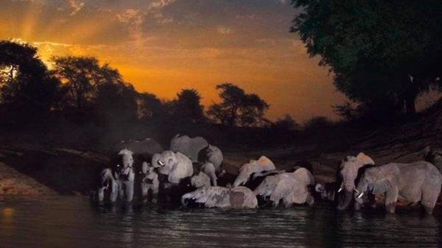 Durante la puesta de sol, los elefantes saborean el agua fría del último estanque que queda en el Parque Nacional de Zakouma, en la estación seca del Chad. (Autor, Michael Nichols. Fuente, www.nationalgeographic.es)