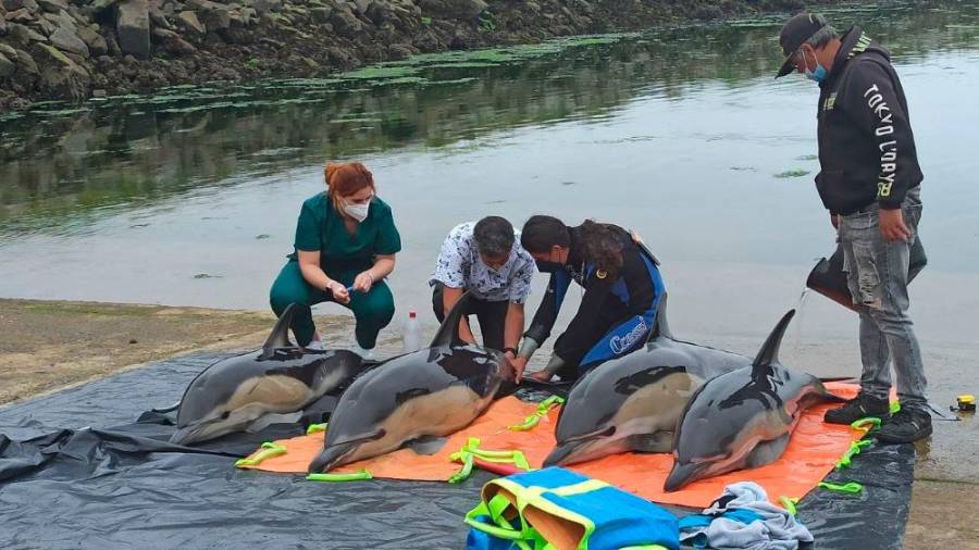 HIDRATACIÓN. El veterinario Ramiro Tobío, segundo por la izqda., hidratando a los cuatro delfines junto a personal del Cemma, de Protección Civil y del pósito de Rianxo. Foto: C.