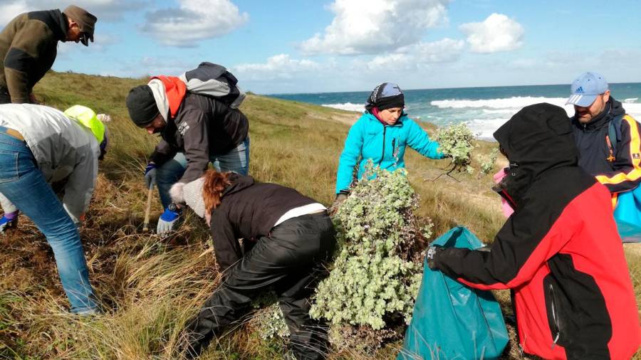 Voluntarios e voluntarias eliminando especies vexetais invasoras no litoral carballés. Foto: Adega