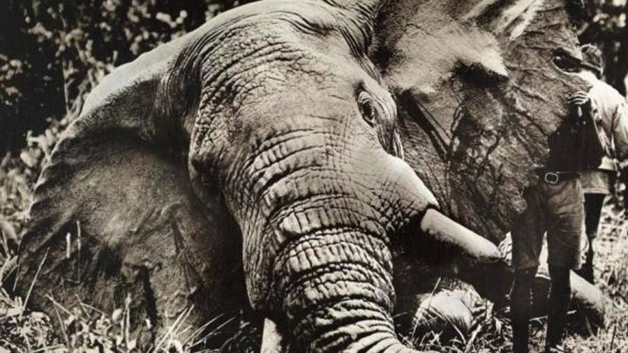Esta fotografía del año 1912 muestra a un elefante toro asesinado, debido a productos elaborados con marfil como las bolas de billar o las teclas de piano, durante una expedición de caza. (Autor, Carl E. Akeley. Fuente, www.nationalgeographic.es)