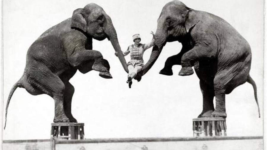 En su día el equilibrismo fue un número muy popular en los circos y se utilizaba a los elefantes en el negocio del espectáculo, algo que actualmente está bajo un escrutinio mucho mayor. (Autor, Atwell, H.A. Fuente, www.nationalgeographic.es)