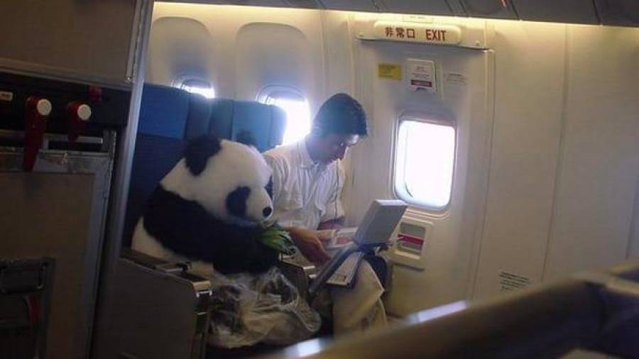 Un oso panda volador. China Airlines colocó al animal en uno de sus aviones como parte de un anuncio publicitario. (Fuente, admin.sportsretriever.com)