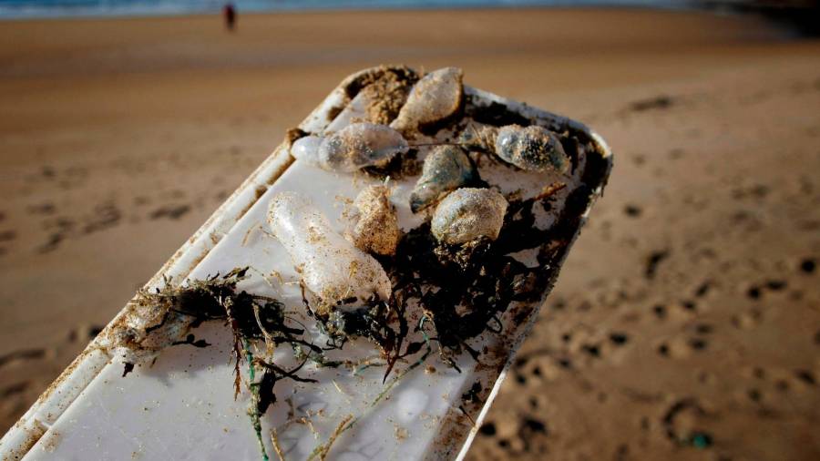 INVASIÓN DE MEDUSAS. Un voluntario muestras varios ejemplares de carabela portuguesa (Physalia physalis) recogidos en la playa de Ber, en Pontedeume. Técnicos de Medio Ambiente trabajan para erradicar la plaga que obligó al cierre de las playas. Foto: Cabalar