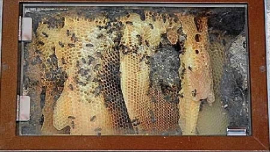 Una colmena de abejas lleva más de cuatro siglos en el Instituto Rosalía