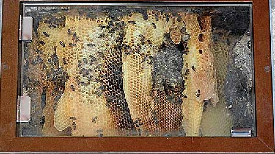 Una colmena de abejas lleva más de cuatro siglos en el Instituto Rosalía