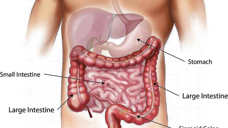 CIENCIA. Anatomía del aparato digestivo inferior; muestra colon y otros órganos. F.: CIBER
