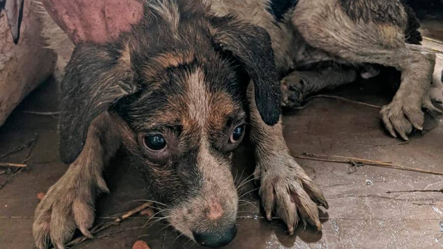 Caso Síndrome de Noé: rescatados más de 70 perros en estado insalubre