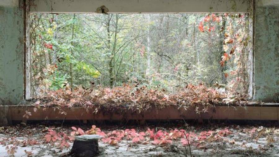 La naturaleza se abre paso a través de las ruinas de Pripyat. (Fotografía, David McMillan)