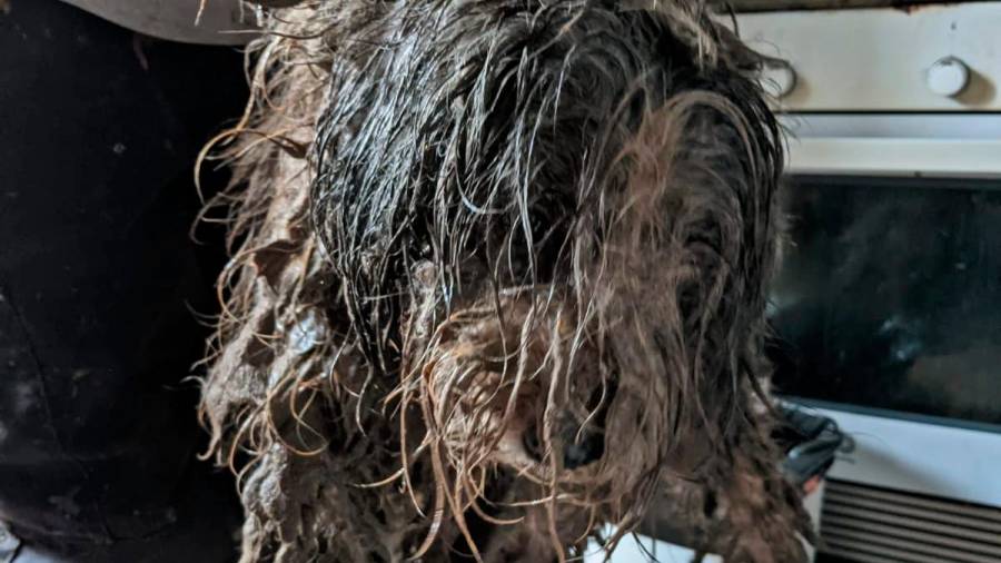 Caso Síndrome de Noé: rescatados más de 70 perros en estado insalubre