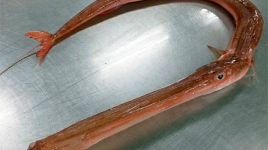 Un ejemplar de Fistularia petimba, conocido como pez corneta, pescado en aguas gallegas Foto: ECG