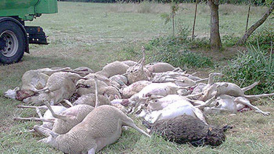 El ataque de los lobos mata a 27 ovejas del mismo rebaño en Ordes