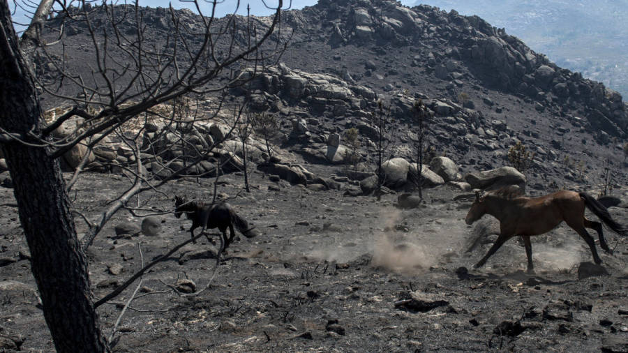 Ence recuperará casi 300 hectáreas de monte comunal arrasadas por el fuego