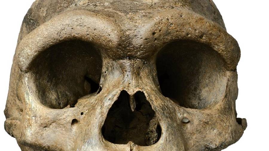 Catalogado el cráneo de Harbin como una nueva especie humana