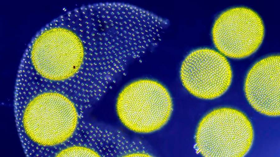 Varias algas microscópicas vivas liberando a sus hijas. Autor: Jean-Marc Babalian de Francia. (Fuente, www.muyinteresante.es).
