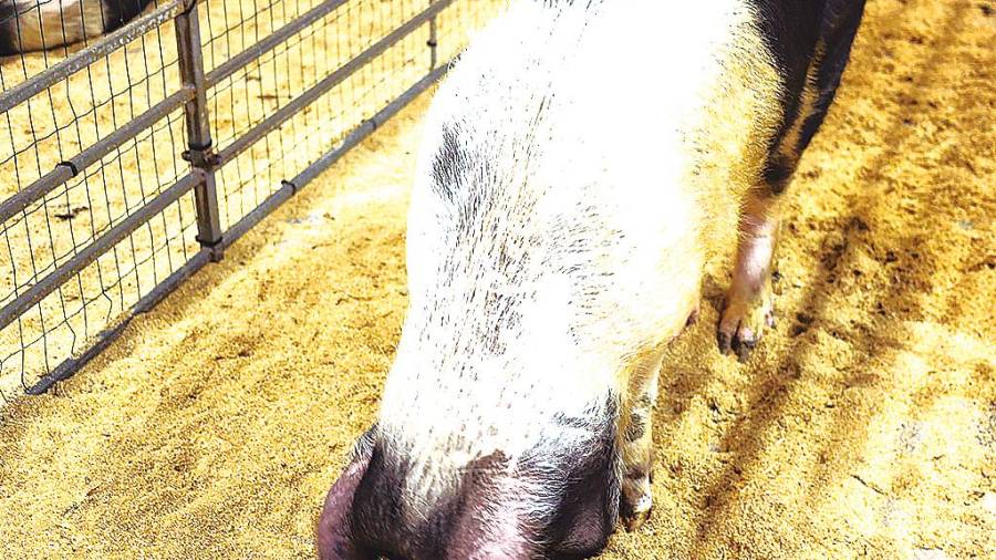 Porco celta na mostra enxebre ordense. Foto: CDO