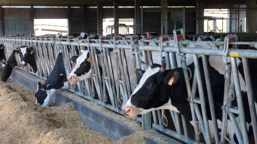 ENCARECIMIENTO DE LOS INGREDIENTES. Varias vacas se alimentan en una granja en Santa Comba. Foto: M.M.O.