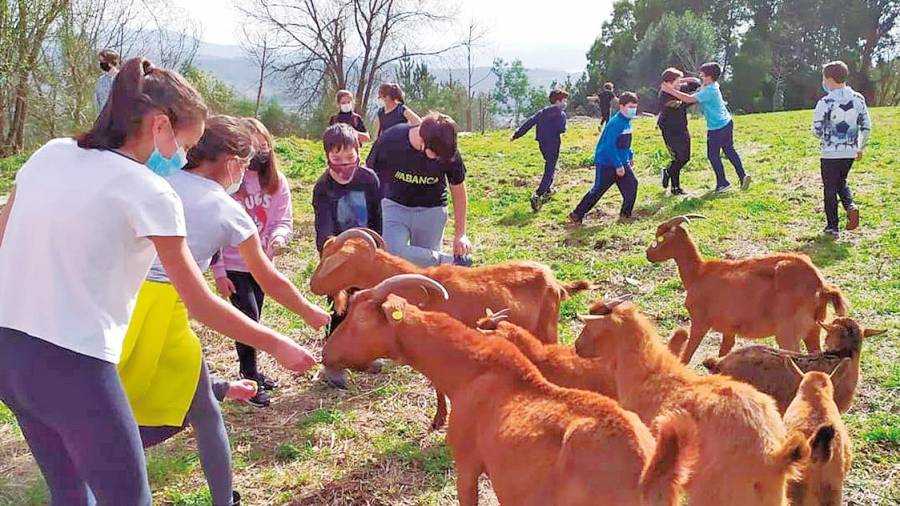 EDUCACIÓN. Alumnos del colegio Brea Segade alimentan a las cabras de Fousas ó Monte. F: O Fieitoso