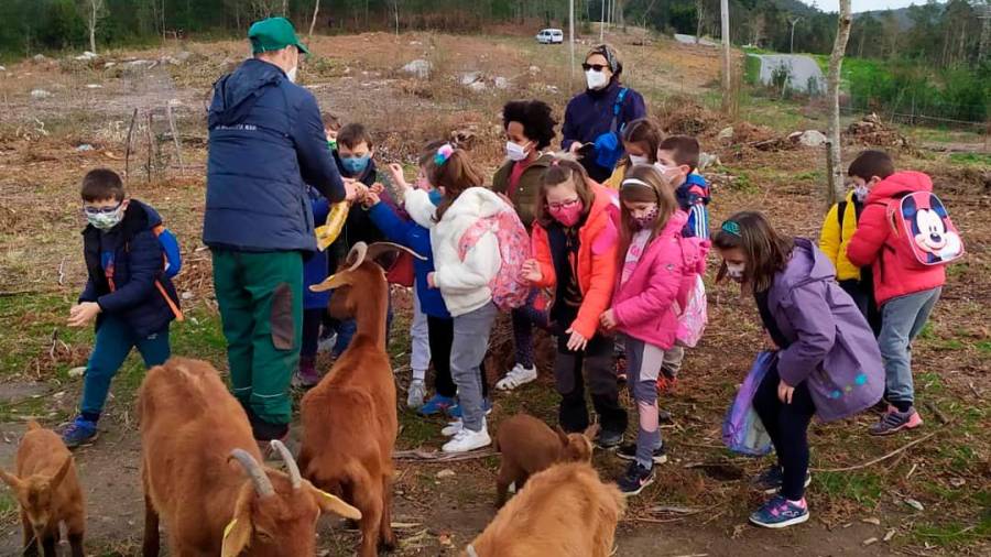 CABRAS. Un grupo de escolares alimentando a las 18 cabras de raza autóctona gallega.