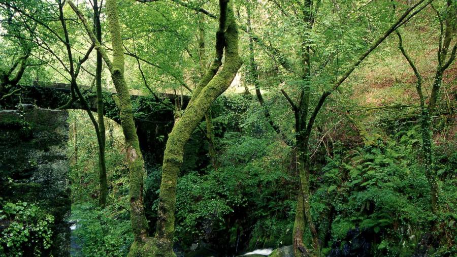 fragas do eume. Miles de visitantes, tanto de Galicia como de fuera de la comunidad, acuden cada año a este parque para disfrutar de su riqueza natural. Foto: Turismo de Galicia