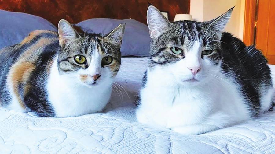 HuGO Y WENDY, dos gatos que esperan su adopción en MSD Animal Health