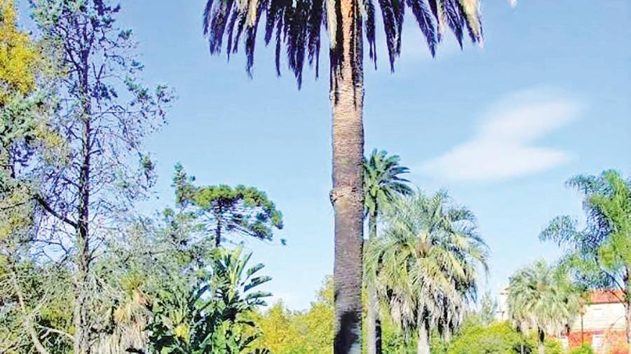 ejemplar de palmera canaria en galicia. Foto: Commons