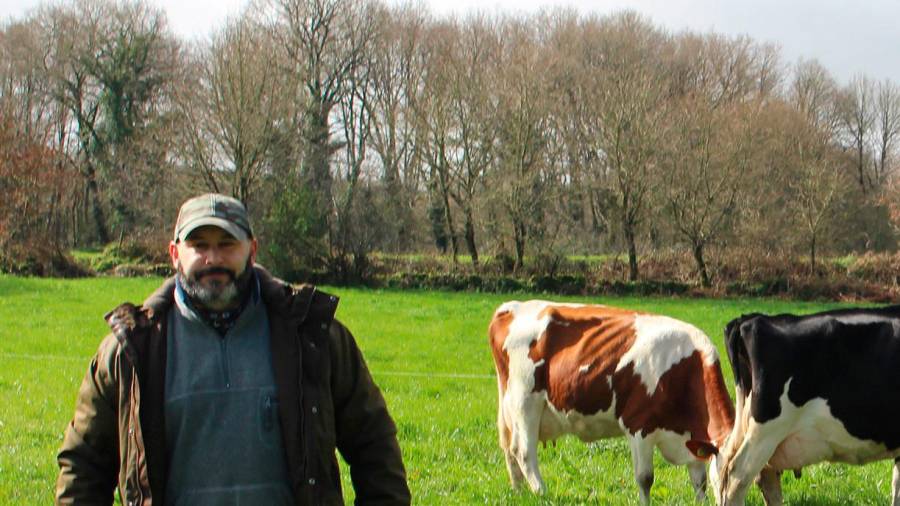 Vítor Fernández con sus vacas en Chantada. Foto: ECG